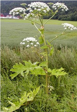 Solidago gigantea